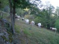/album/galleria-foto-galleria-fotografica1/verso-pl%c3%a0-d-aval-lioussa-cimg0341-jpg/